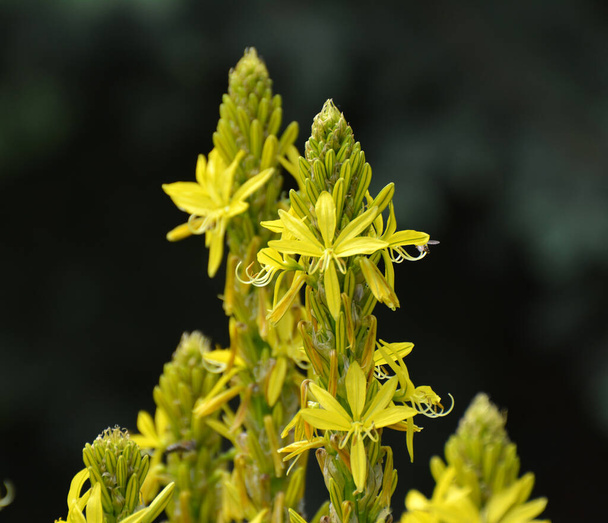 Asphodeline lutea kvete v botanické zahradě v létě - Fotografie, Obrázek