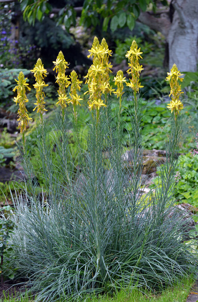 Asphodeline lutea kukkii kasvitieteellinen puutarha kesällä - Valokuva, kuva
