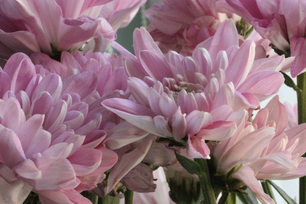 Bouquet of pink small chrysanthemums on light background, Mothers Day, Birthday or Valentines Day greeting - Photo, Image