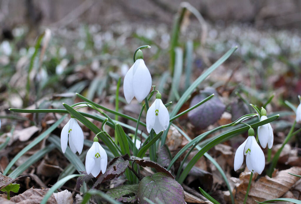 W lesie w dziczy w wiosennych opadach śniegu (Galanthus nivalis) kwitną. - Zdjęcie, obraz