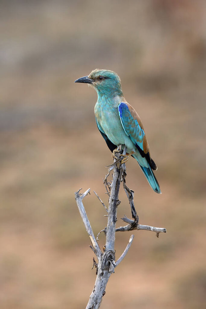 The European roller (Coracias garrulus) sitting on the branch with brown background.European roller sitting in its winter quarters in the African dry bush. - Photo, Image