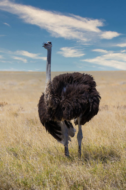 A vertical shot of ostrich on the field - Fotoğraf, Görsel