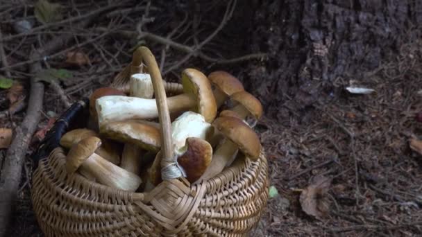 Full wicker basket of Boletus Edulis in the forest. Mushroom basket in the woods at fall. Nobody  - Footage, Video