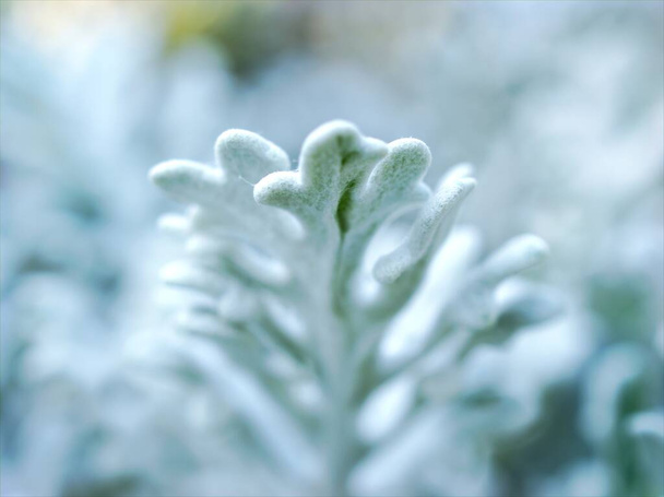 Серебряно-лососевые листовые растения с мягким фокусом в саду, Якобея приморская с размытым фоном - Фото, изображение