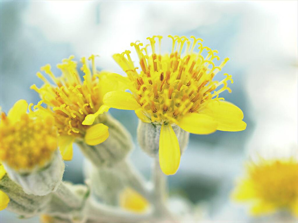 Серебряный сосновый желтый цветок растений в саду, Якобея Maritima с мягким фокусом на заднем плане - Фото, изображение