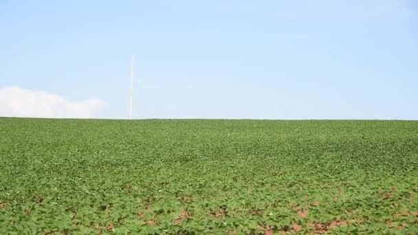 Gran plantación de soja en el sur de Brasil. Agricultura y granos para la exportación. Campos de producción agrícola. - Metraje, vídeo