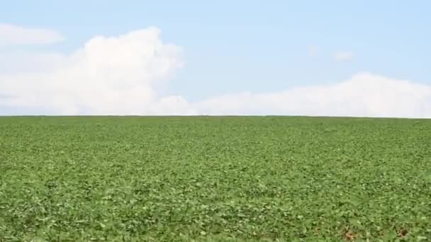 Grote sojaplantage in zuid Brazilië. Landbouw en graanproducten voor uitvoer. Landbouwproductieterreinen. - Video