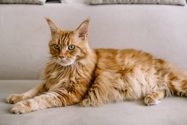 Maine coon cat sitting on couch in living room. - Фото, зображення