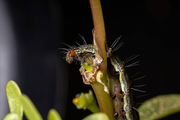 Oruga del orden lepidópteros comiendo una planta de verdolaga común de la especie Portulaca oleracea - Foto, Imagen