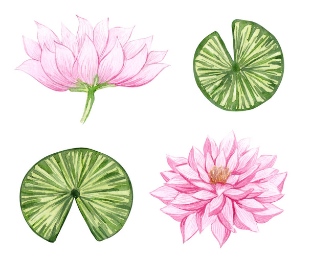 Watercolor water lily set. Pink Lilies illustration. Hand drawn lake flowers. - Foto, Imagen