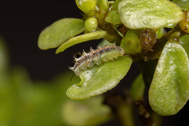 Lagarta da ordem lepidoptera que consome uma planta de Purslane comum da espécie Portulaca oleracea - Foto, Imagem