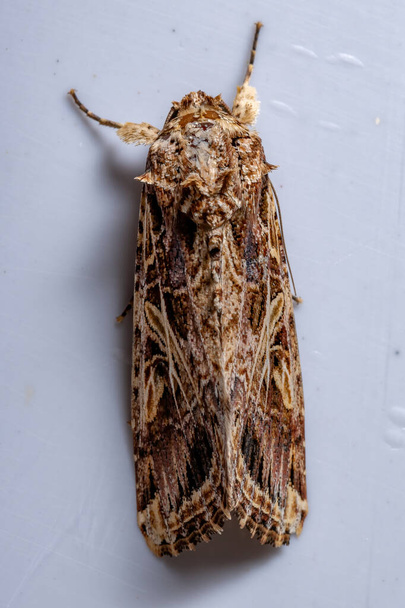 Dospělý Armyworm Moth rodu Spodoptera - Fotografie, Obrázek