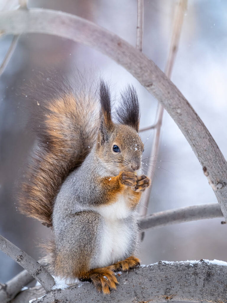 The squirrel with nut sits on tree in the winter or late autumn. Eurasian red squirrel, Sciurus vulgaris. - Foto, afbeelding