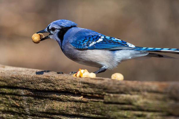 Close up of a Blue Jay bird eating peanutes - Photo, Image