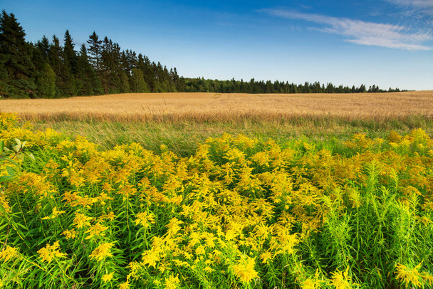 Поле яскравих жовтих квітів Голденрод (Solidago canadensis) поруч з пшеничною фермою
 - Фото, зображення