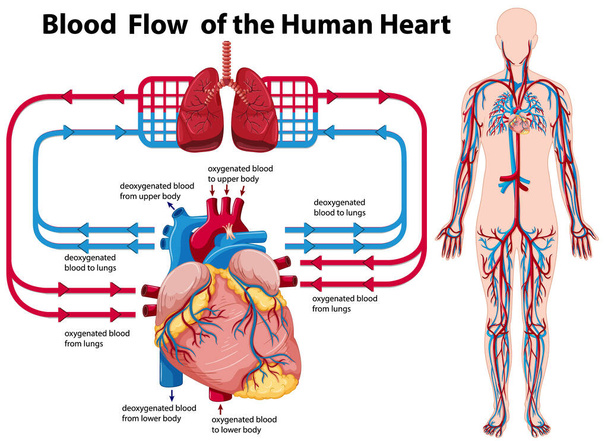 Fluxo sanguíneo da ilustração do coração humano - Vetor, Imagem