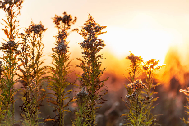 Solidago canadensis, known as Canada goldenrod or Canadian goldenrod during a golden sunset in autumn - Photo, Image