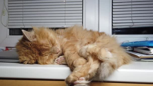 Mignon chat roux couché sur le rebord de la fenêtre. Pelucheux animal de compagnie est assis à la maison sans marcher à l'extérieur. - Séquence, vidéo