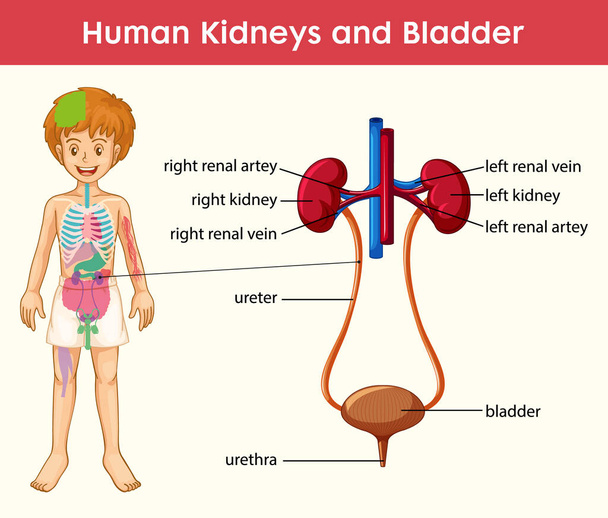 ヒト腎臓膀胱漫画スタイルのインフォグラフィックイラスト - ベクター画像