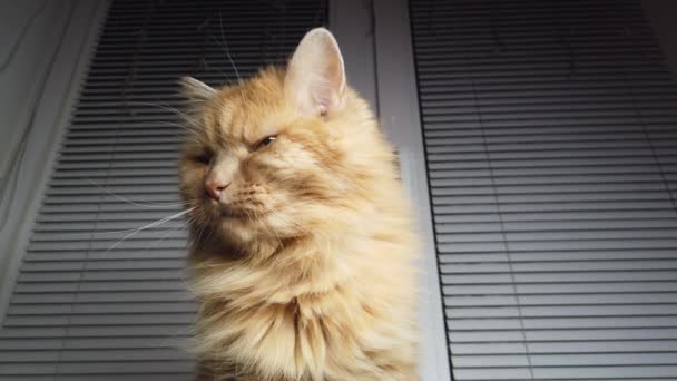 Carino gatto zenzero sdraiato sul davanzale della finestra. Fluffy pet si siede a casa senza camminare fuori. - Filmati, video