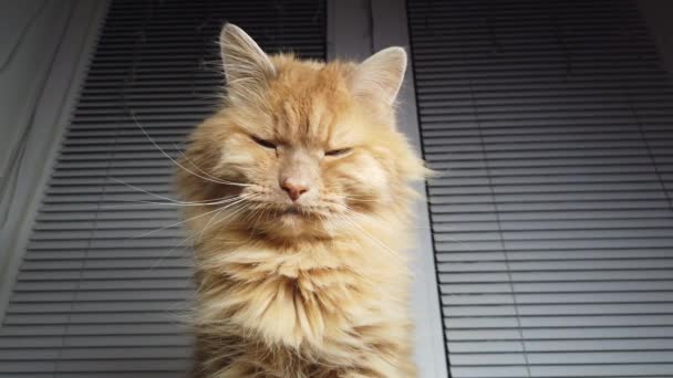 Pencerenin pervazında duran sevimli kızıl kedi. Tüylü evcil hayvan dışarıda yürümeden evde oturuyor.. - Video, Çekim