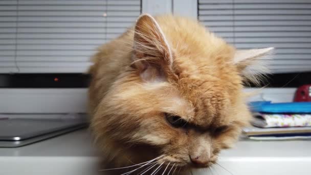 Симпатичная рыжая кошка лежит на подоконнике. Пушистый питомец сидит дома, не выходя на улицу.. - Кадры, видео