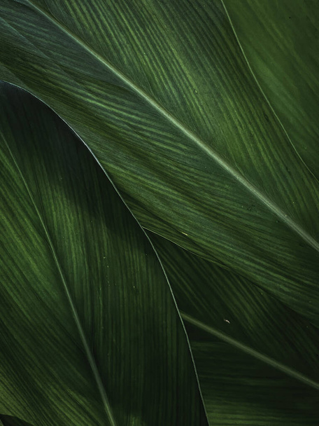 Tropical Green Leaf Texture use as a Background for Design - Photo, Image
