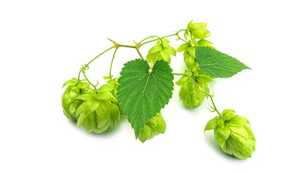 Verse groene hop tak, geïsoleerd op een witte achtergrond. Hopbellen voor het maken van bier en brood. Sluit maar af. Hoge kwaliteit foto - Foto, afbeelding