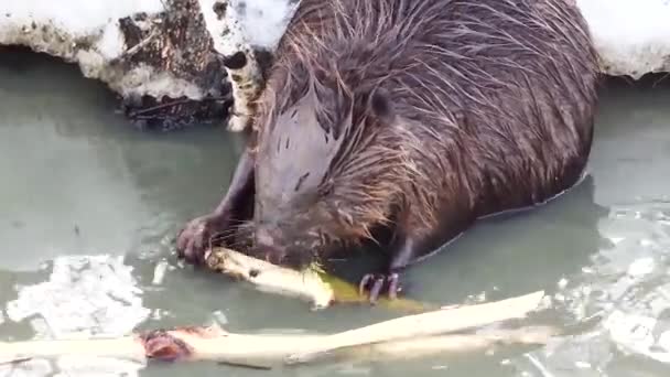 Az európai hód fiatal fűzfát rágcsál egy sáros folyóban kora tavasszal. Vadon élő állatokról készült videók. Közelkép. - Felvétel, videó