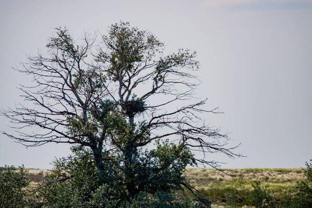 Ninho em uma árvore solitária na estepe. - Foto, Imagem
