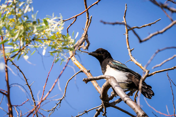 Young eurasian magpie or Pica Pica on branch in wild nature. - Photo, Image