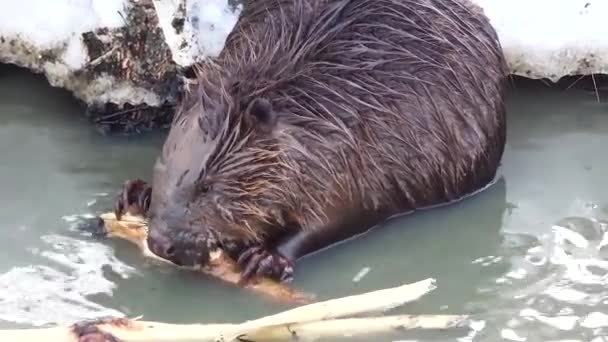 Felvételek - Az európai hód fiatal fűzfát rágcsál egy sáros folyóban kora tavasszal. Vadon élő állatokról készült videók. Közelkép. - Felvétel, videó