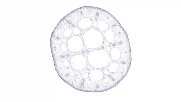 liikkuva solu elementti valkoisella taustalla - Materiaali, video