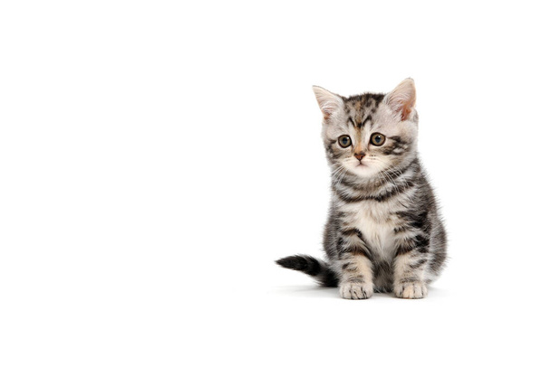 Flauschiges reinrassiges graues Kätzchen auf weißem Hintergrund - Foto, Bild