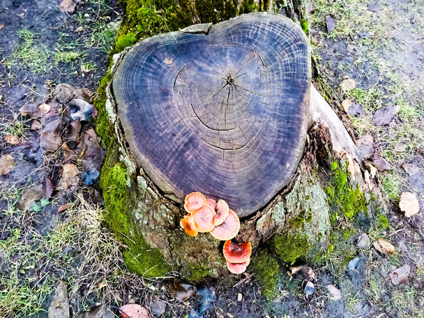 Edible mushrooms grow on a tree stump - Photo, Image