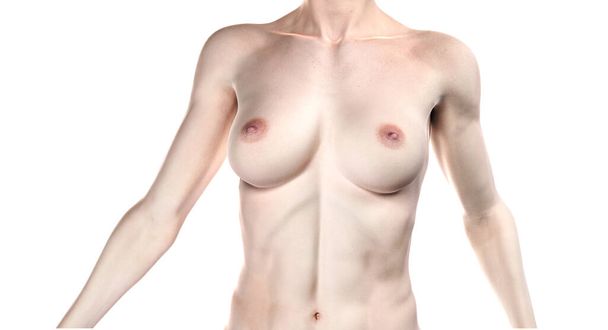 Women breast full C cup size. Natural breast naked model torso. 3D rendering.  - Photo, Image