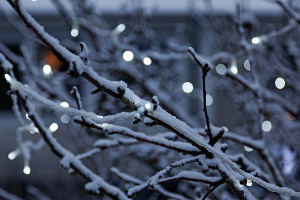 árbol de invierno con pequeño lazo de luz y fondo bokeh - Foto, Imagen
