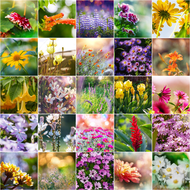 Különböző virágok gyűjtemény.Tavaszi téma készlet. - Fotó, kép