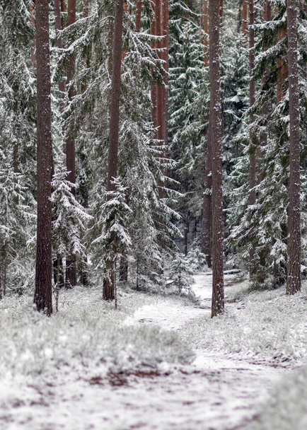zasněžené stromy, zimní den, zasněžená krajina a stromy, zimní pocit v lese - Fotografie, Obrázek
