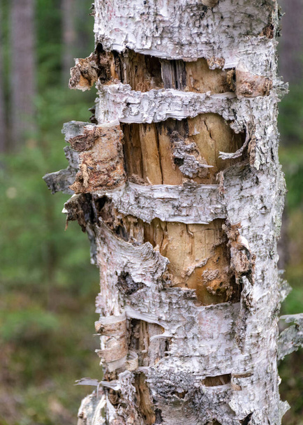abstract old dead birch tree trunk, forest background - Photo, image