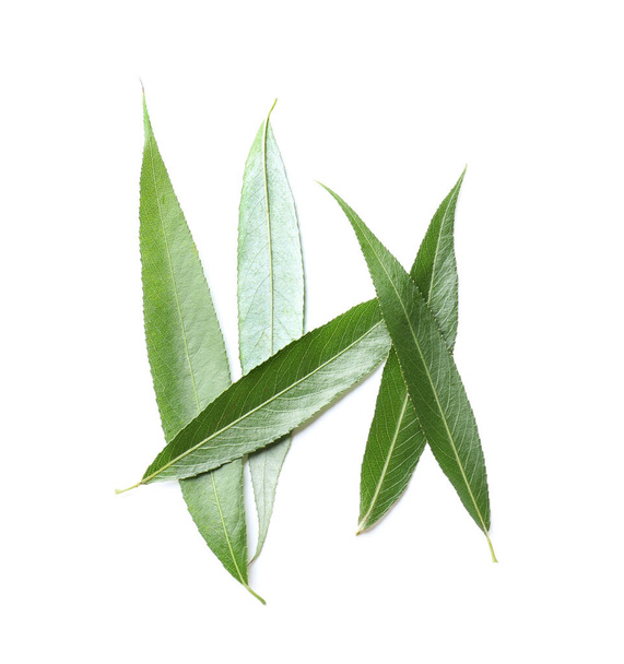 Grüne osier Blätter auf weißem Hintergrund - Foto, Bild