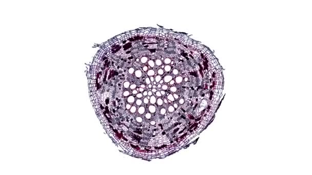 Beyaz arkaplanda hücre ögesini hareket ettir - Video, Çekim