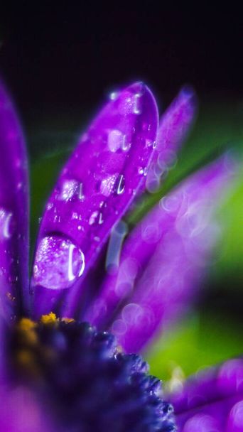 flor púrpura cerca de flor pétalo clavel margarita aislado sobre fondo negro detalle de gotas de rocío en la flor - Foto, imagen