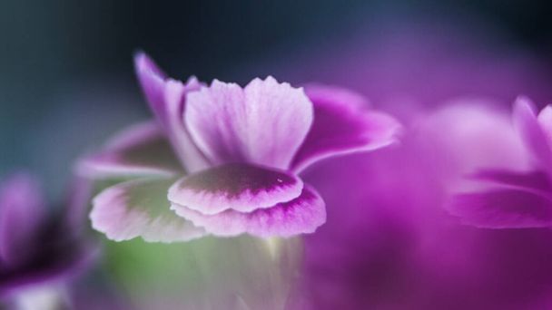 紫色の花を閉じて花の花びらのカーネーションデイジー花の露滴の黒の背景の詳細に隔離された - 写真・画像