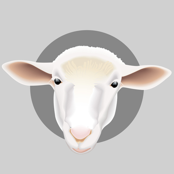 Schafe - Vektor, Bild