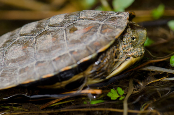 Spanish pond turtle Mauremys leprosa. - Photo, Image