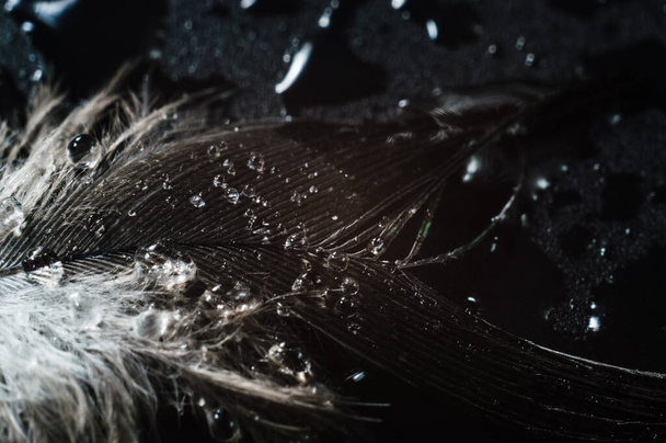 water drops on feathers abstract macro photo of a bird's feather close up isolated natural detail - Photo, image