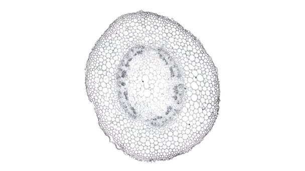 mozgó sejt elem fehér háttér - Felvétel, videó