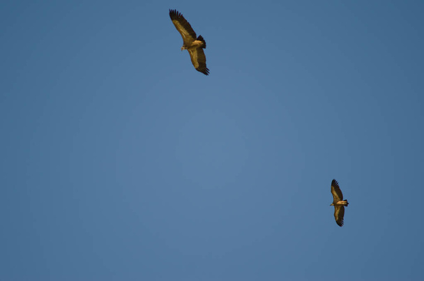 Griffon vultures gliding. - Photo, Image