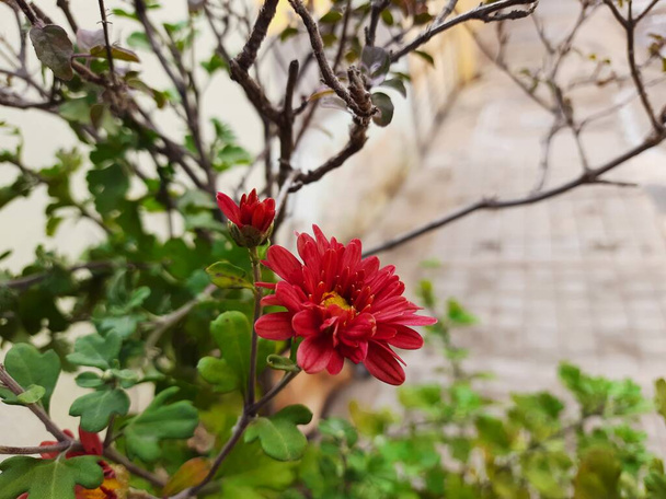 Yeşil yapraklı bir tencerede güzel bir kırmızı ya da kestane rengi kasımpatı çiçeğinin yakın çekimi - Fotoğraf, Görsel